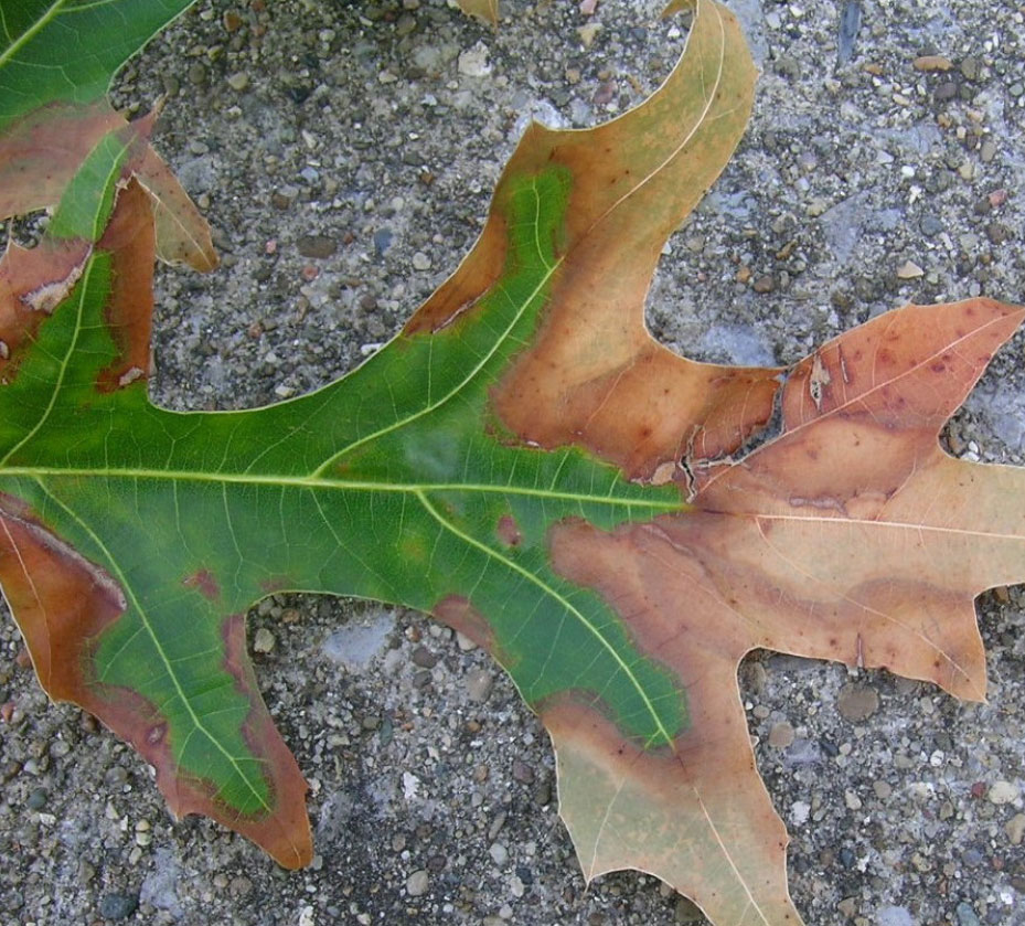 Bacterial Leaf Scorch 