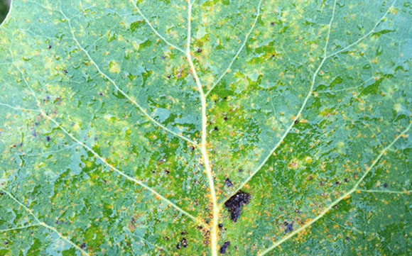 Alpine Tree Service Tree Care Specialists