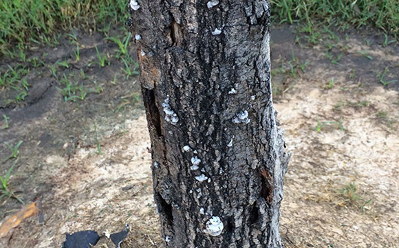 Alpine Tree Service Tree Care Specialists