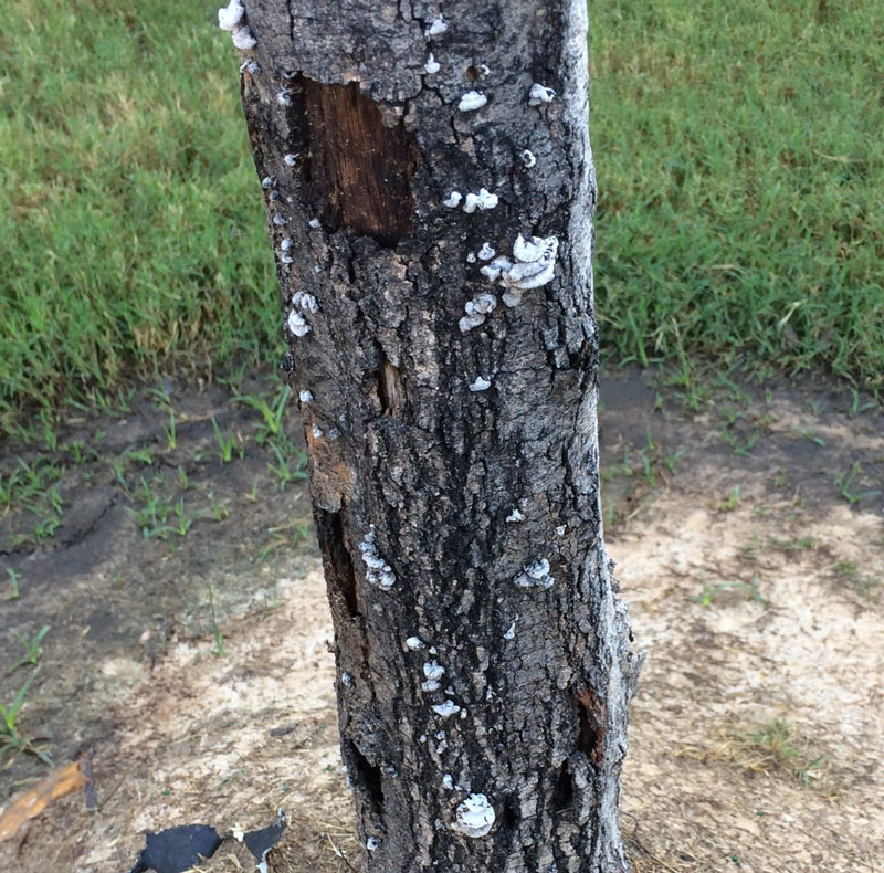 Tree Care Specialists