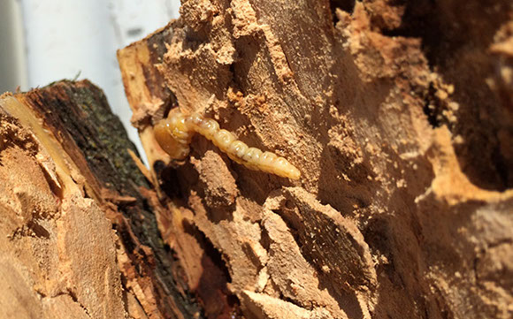 Alpine Tree Service Tree Care Specialists