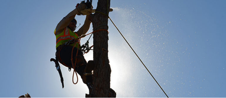 Tree Care Specialists