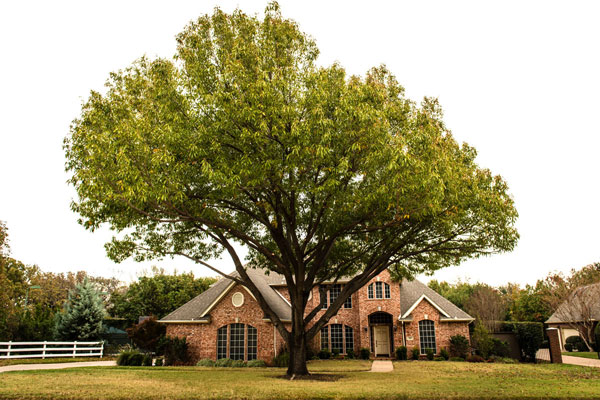 Alpine Tree Service  Tree Care Specialists