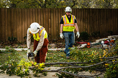 Tree Care Specialists