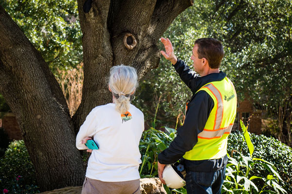 Alpine Tree Service  Tree Care Specialists