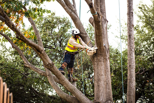 Alpine Tree Service  Tree Care Specialists