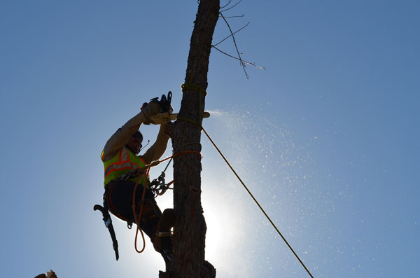 Alpine Tree Service Tree Care Specialists