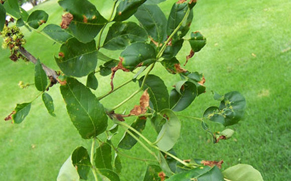Anthracnose Alpine Tree Service