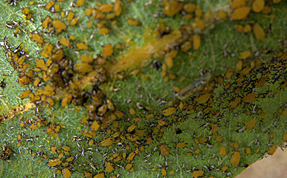 Aphids Alpine Tree Service