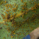 Aphids Alpine Tree Service