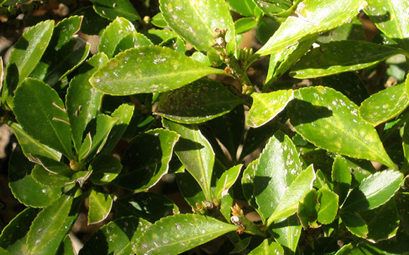 Armored Scale Alpine Tree Service