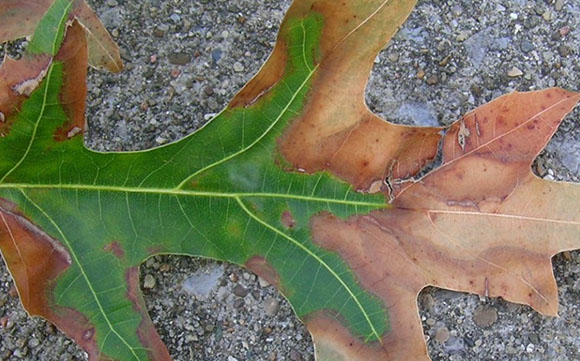 Bacterial Leaf Scorch Alpine Tree Service