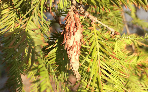 Bagworms Alpine Tree Service