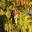 Bagworms Alpine Tree Service