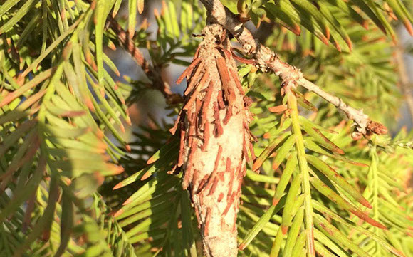 Alpine Tree Service Tree Care Specialists