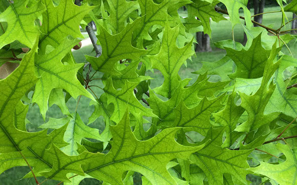 Alpine Tree Service Tree Care Specialists