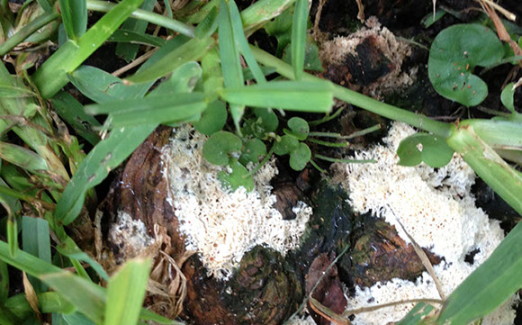 Cotton Root Rot Alpine Tree Service