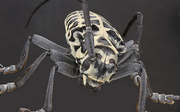 Cottonwood Borer Alpine Tree Service