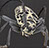 Cottonwood Borer Alpine Tree Service