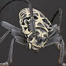 Cottonwood Borer Alpine Tree Service