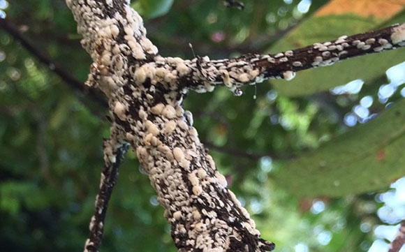 Crapemyrtle Bark Scale Alpine Tree Service