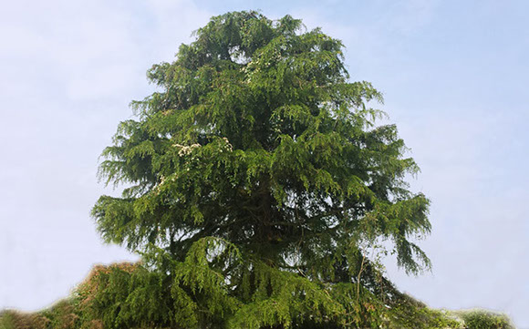 Crown Reduction Alpine Tree Service