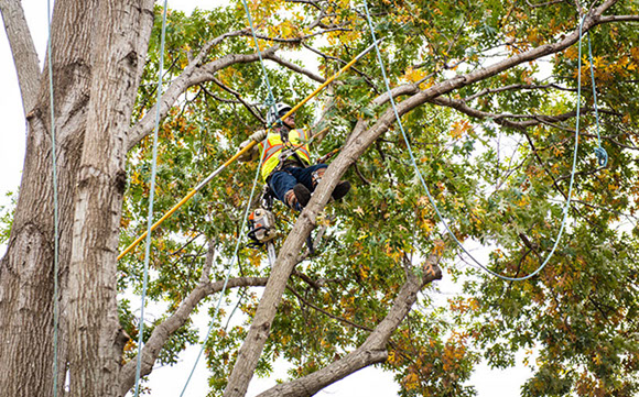 Crown Cleaning Alpine Tree Service
