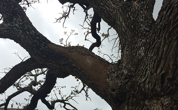 Alpine Tree Service Tree Care Specialists