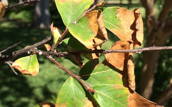 Alpine Tree Service Tree Care Specialists