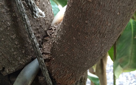 Alpine Tree Service Tree Care Specialists