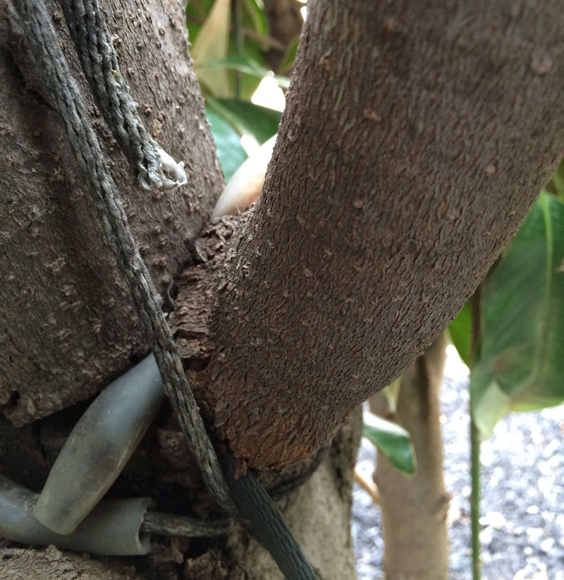 Alpine Tree Service Tree Care Specialists