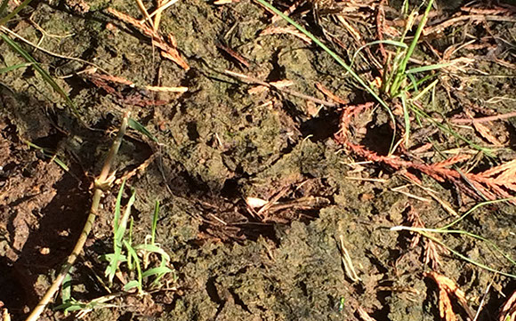 Alpine Tree Service Tree Care Specialists