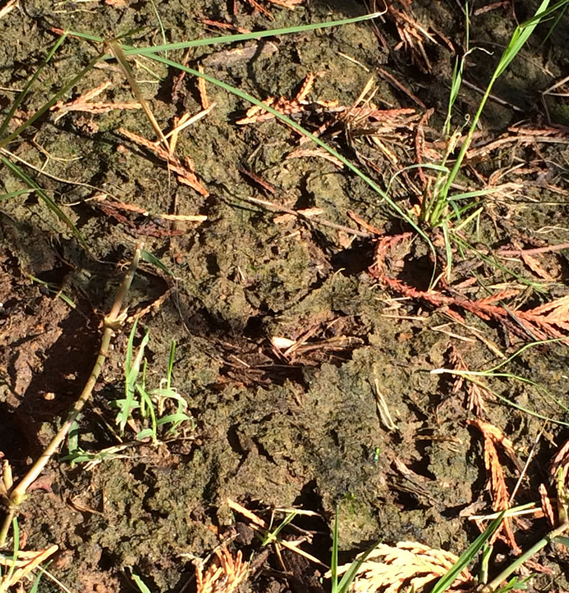 Alpine Tree Service Tree Care Specialists