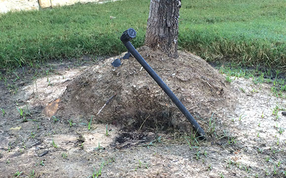 Alpine Tree Service Tree Care Specialists