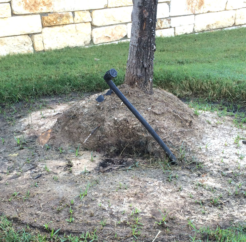 Alpine Tree Service Tree Care Specialists