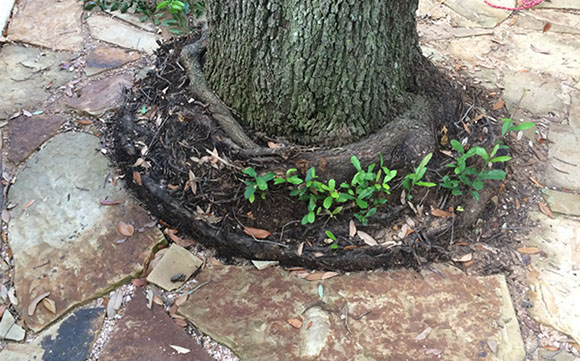 Alpine Tree Service Tree Care Specialists