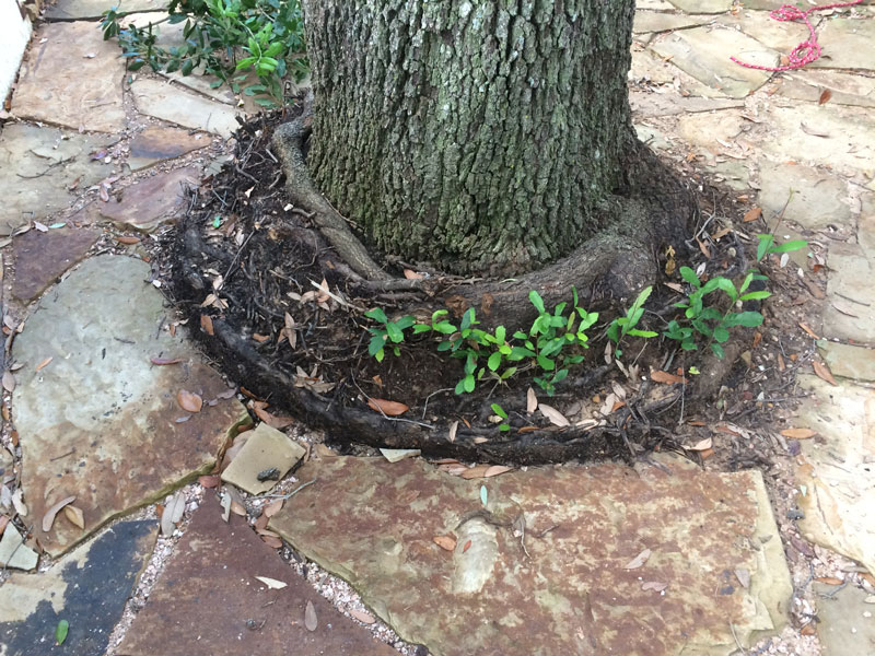 Alpine Tree Service Tree Care Specialists