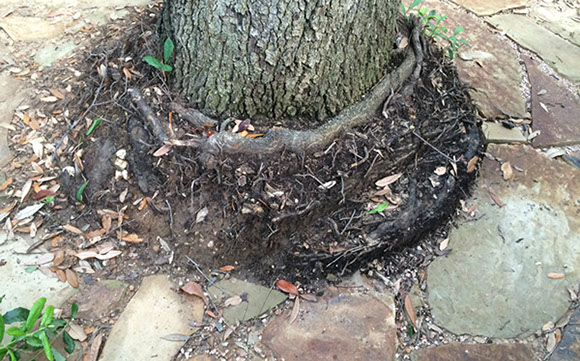 Alpine Tree Service Tree Care Specialists