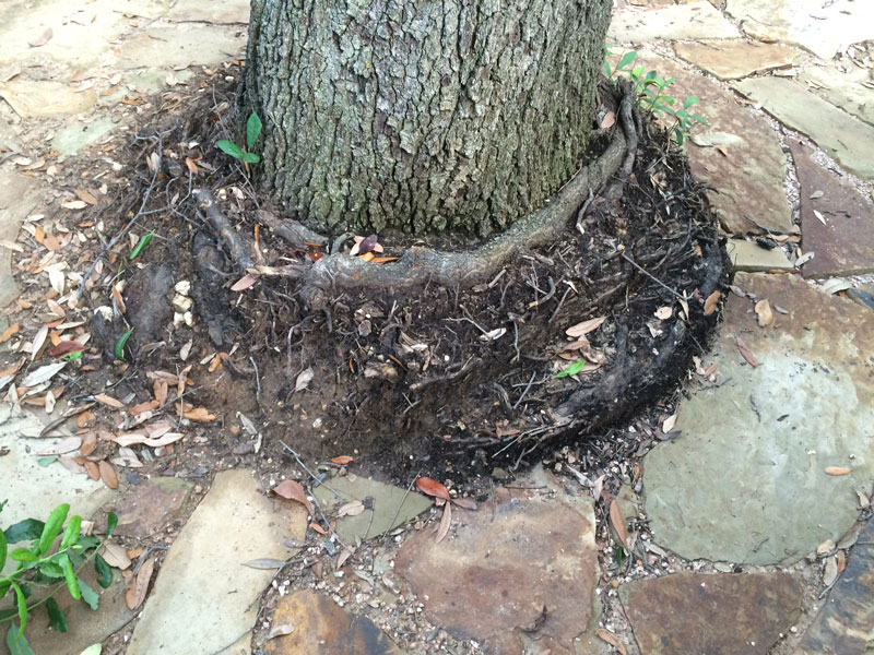 Alpine Tree Service Tree Care Specialists