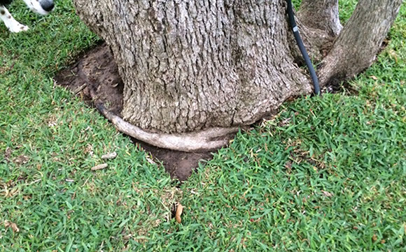 Alpine Tree Service Tree Care Specialists