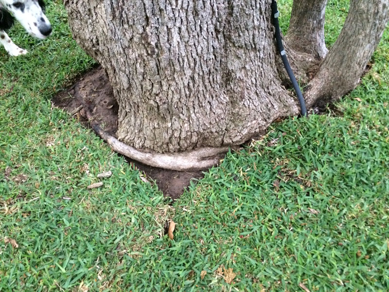 Alpine Tree Service Tree Care Specialists