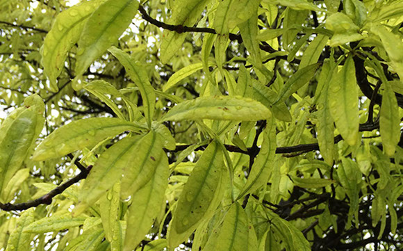 Alpine Tree Service Tree Care Specialists