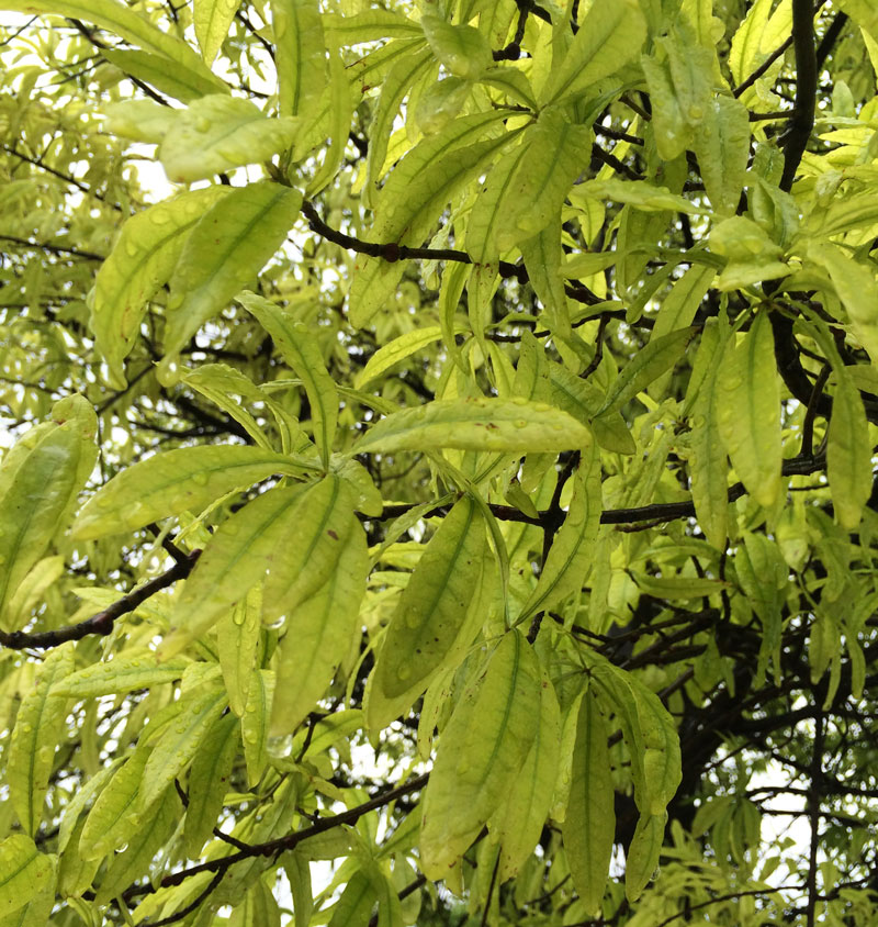 Alpine Tree Service Tree Care Specialists