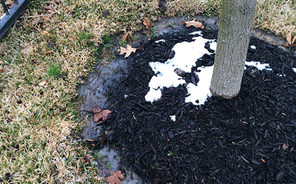 Alpine Tree Service Tree Care Specialists