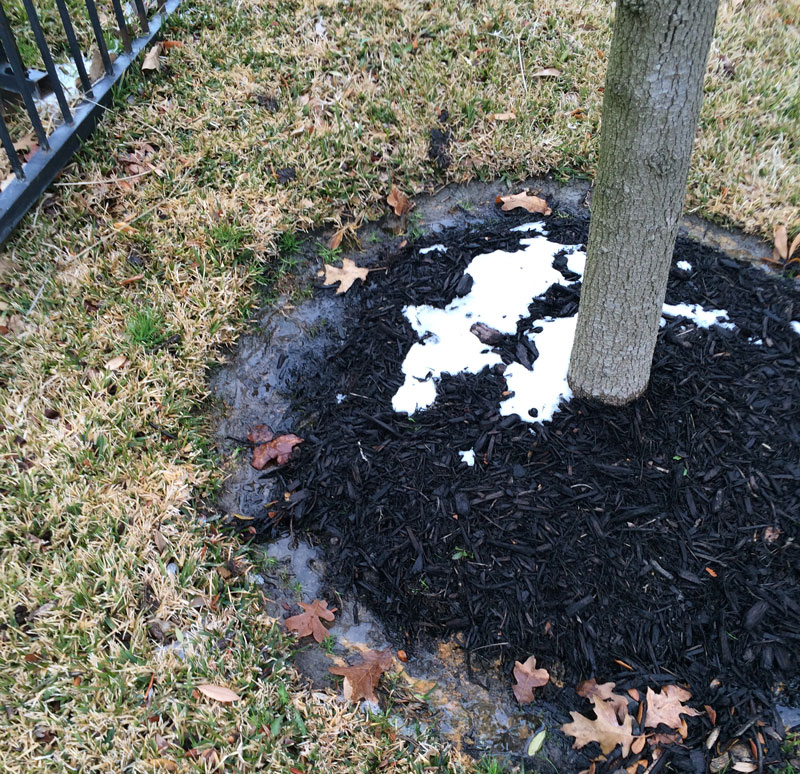 Alpine Tree Service Tree Care Specialists