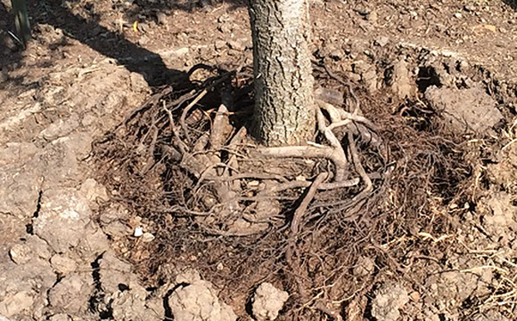 Alpine Tree Service Tree Care Specialists