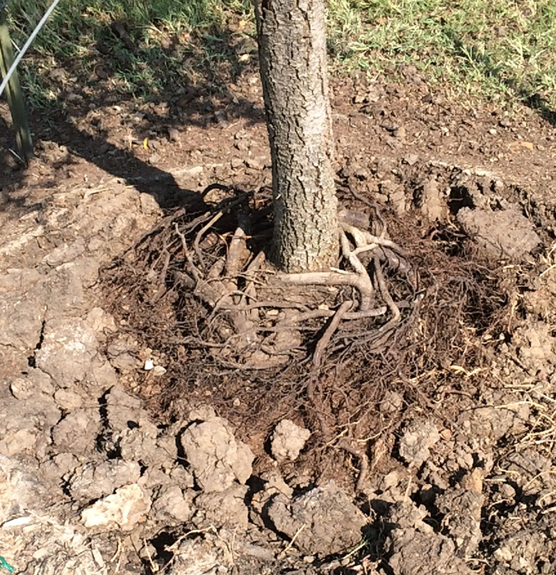 Alpine Tree Service Tree Care Specialists