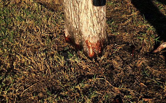 Alpine Tree Service Tree Care Specialists