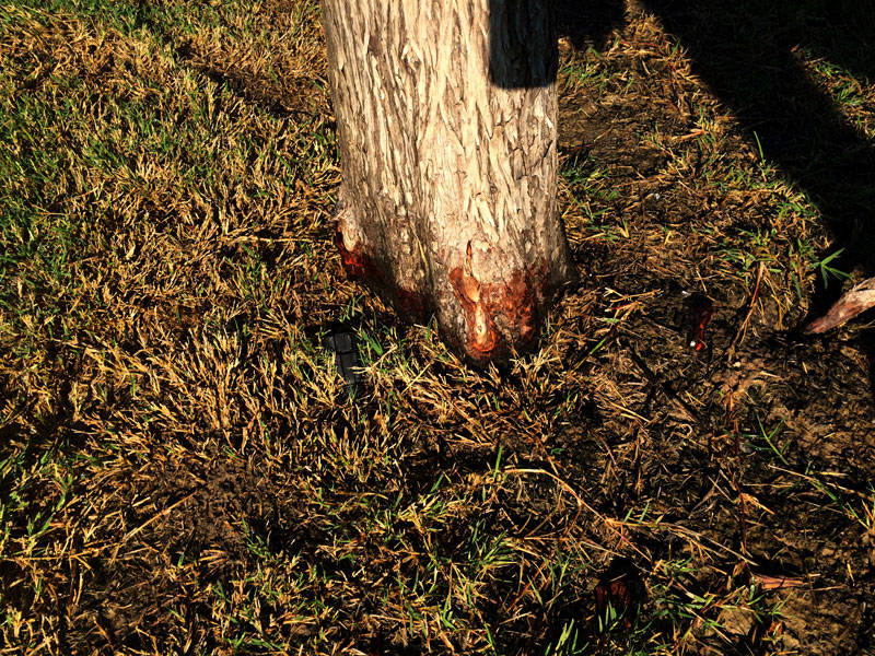 Alpine Tree Service Tree Care Specialists