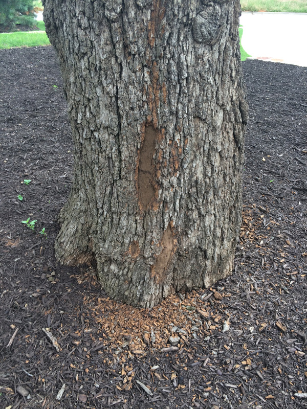 Alpine Tree Service Tree Care Specialists